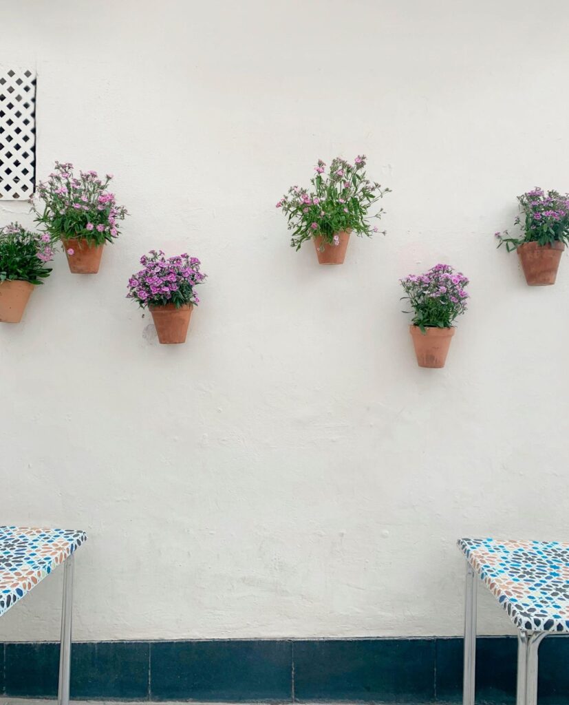 pexels plantsandgraphics 10987507 (1)